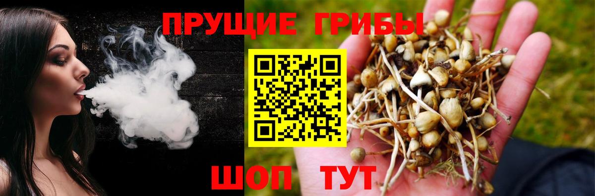 Псилоцибиновые грибы Psilocybine cubensis Светлоград